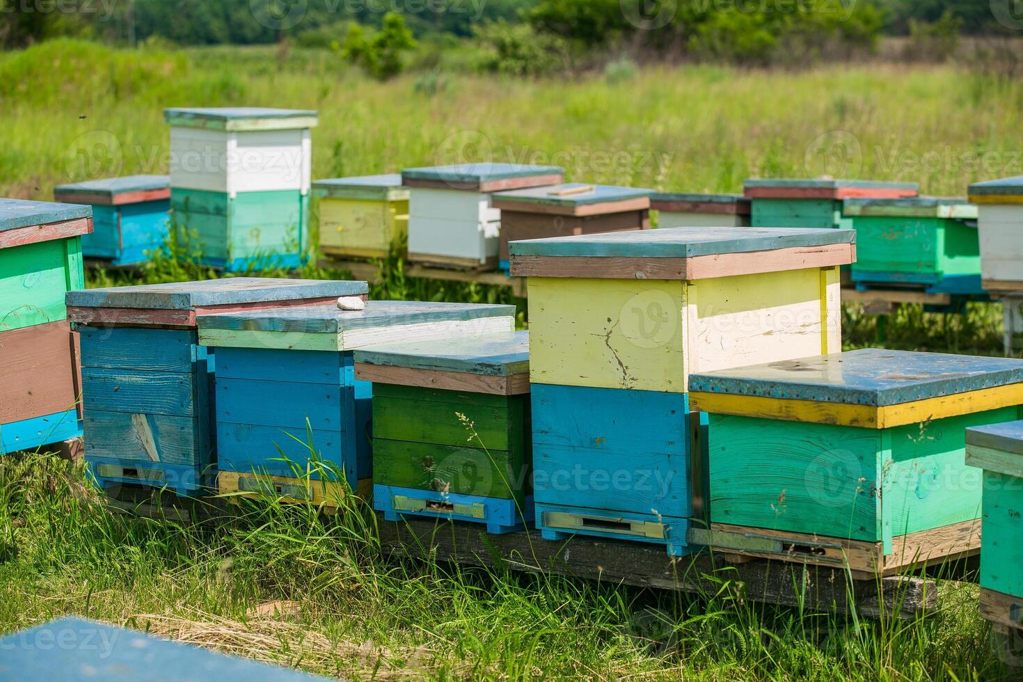 Honeybees flying in and out of their hive. Hives in the apiary. bees ready for honey. photo