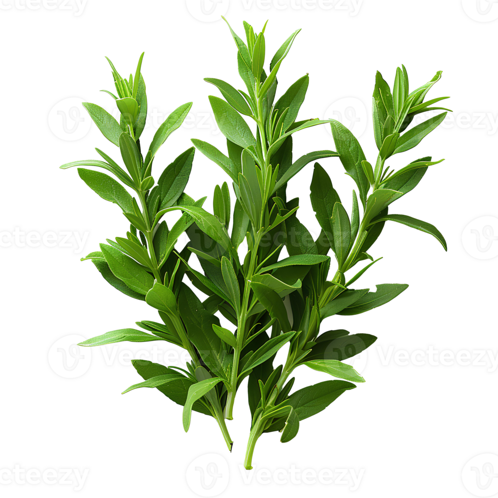 Tarragon . Estragon herb top view . aromatic herb of tarragon used for cooking flat lay isolated png