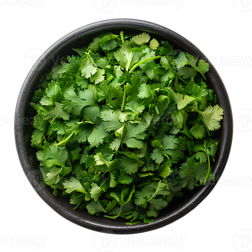 Coriander . Bunch of coriander top view . Cilantro herb flat lay . Aromatic herb for food preparation isolated png