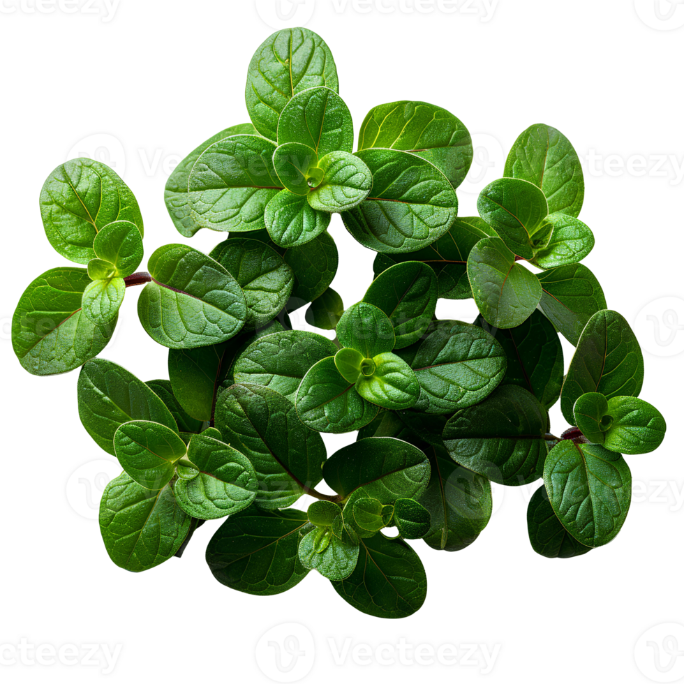 Thyme . Thyme herb top view . herb of thyme with leaves flat lay isolated. Aromatic herb used for cooking and flavouring isolated. aromatic thyme png