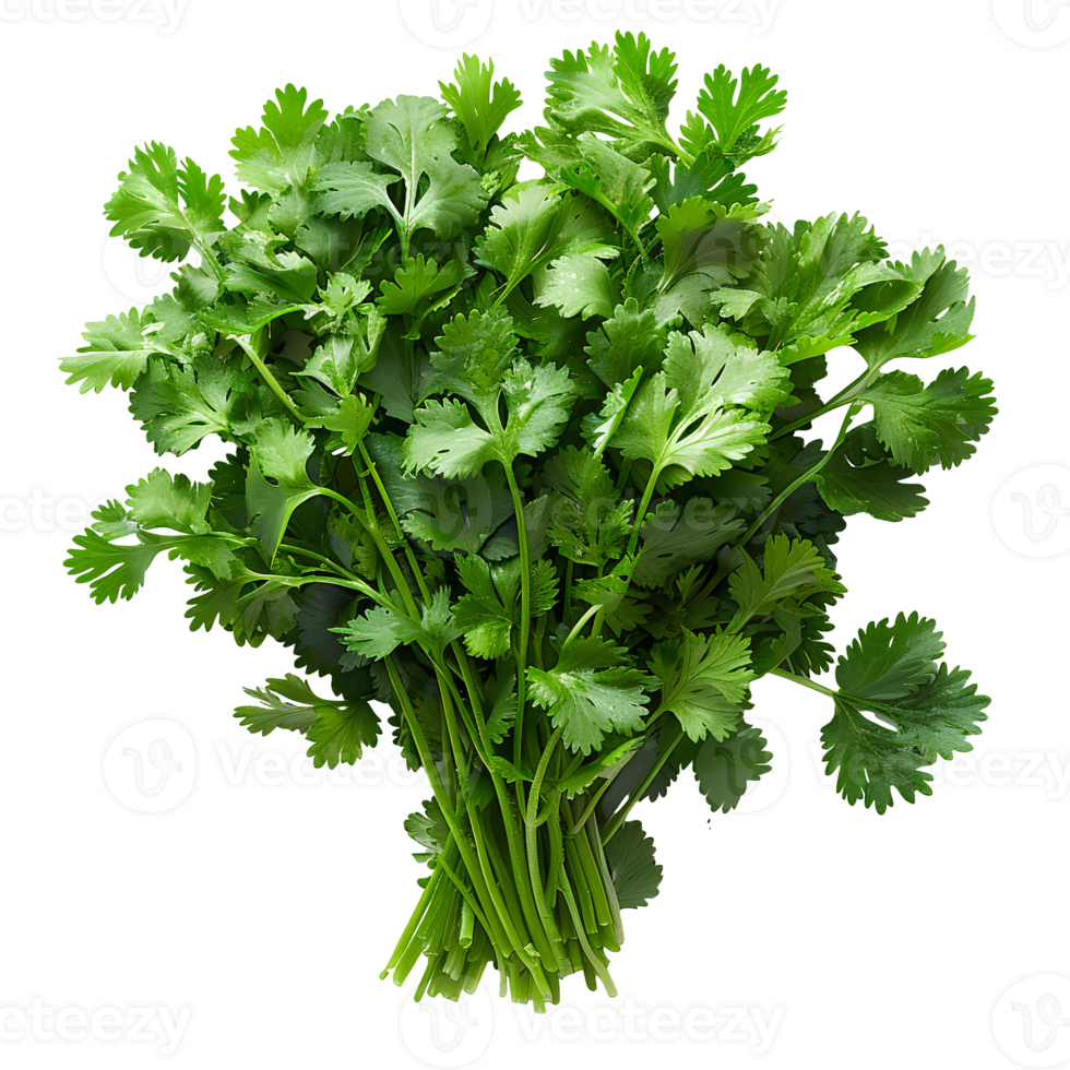 Coriander . Bunch of coriander top view . Cilantro herb flat lay . Aromatic herb for food preparation isolated png