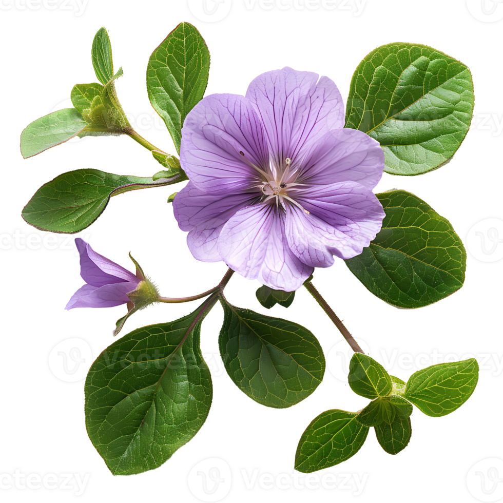 Purslane flower . Common purslane flower top view . purple purslane flower isolated. winter purslane flat lay . png
