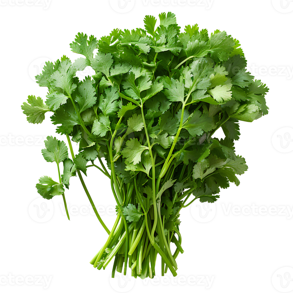 Coriander . Bunch of coriander top view . Cilantro herb flat lay . Aromatic herb for food preparation isolated png