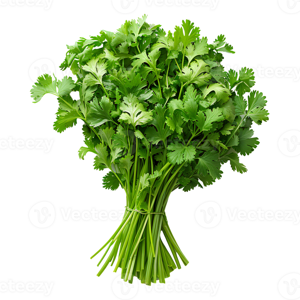 Coriander . Bunch of coriander top view . Cilantro herb flat lay . Aromatic herb for food preparation isolated png