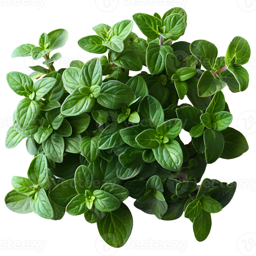 Thyme . Thyme herb top view . herb of thyme with leaves flat lay isolated. Aromatic herb used for cooking and flavouring isolated. aromatic thyme png