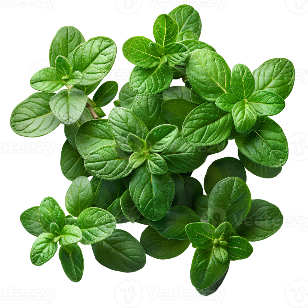 Thyme . Thyme herb top view . herb of thyme with leaves flat lay isolated. Aromatic herb used for cooking and flavouring isolated. aromatic thyme png