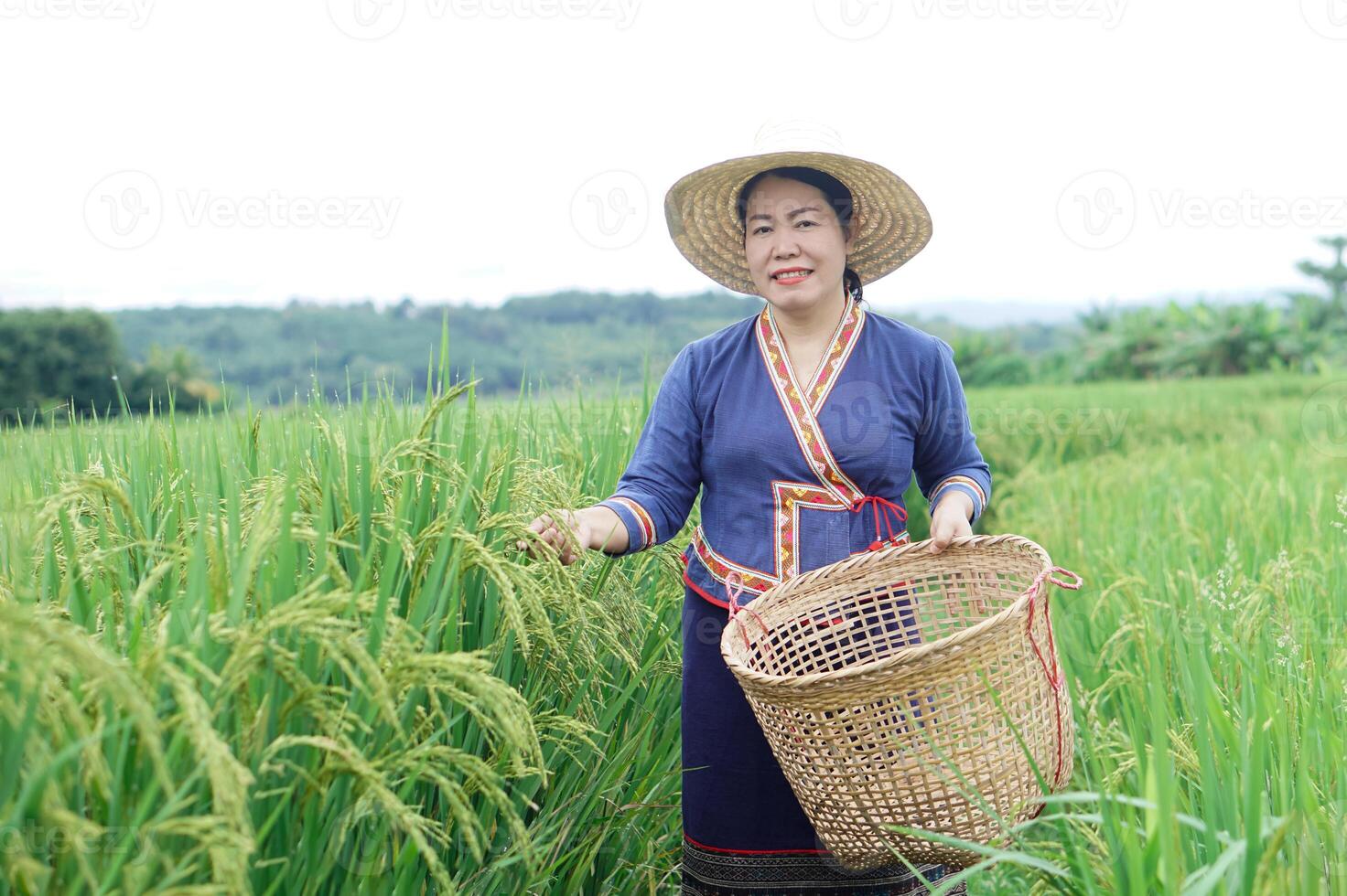 Beautiful Asian woman farmer is at paddy field, holds basket, visit and take care rice plants after growing and waiting to harvest. Concept, Agricultural lifestyle. Organic farming. Thai farmer. photo