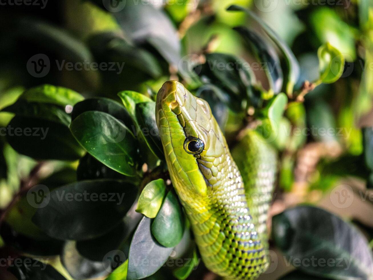 A poisonous green snake coiled on a tree branch photo