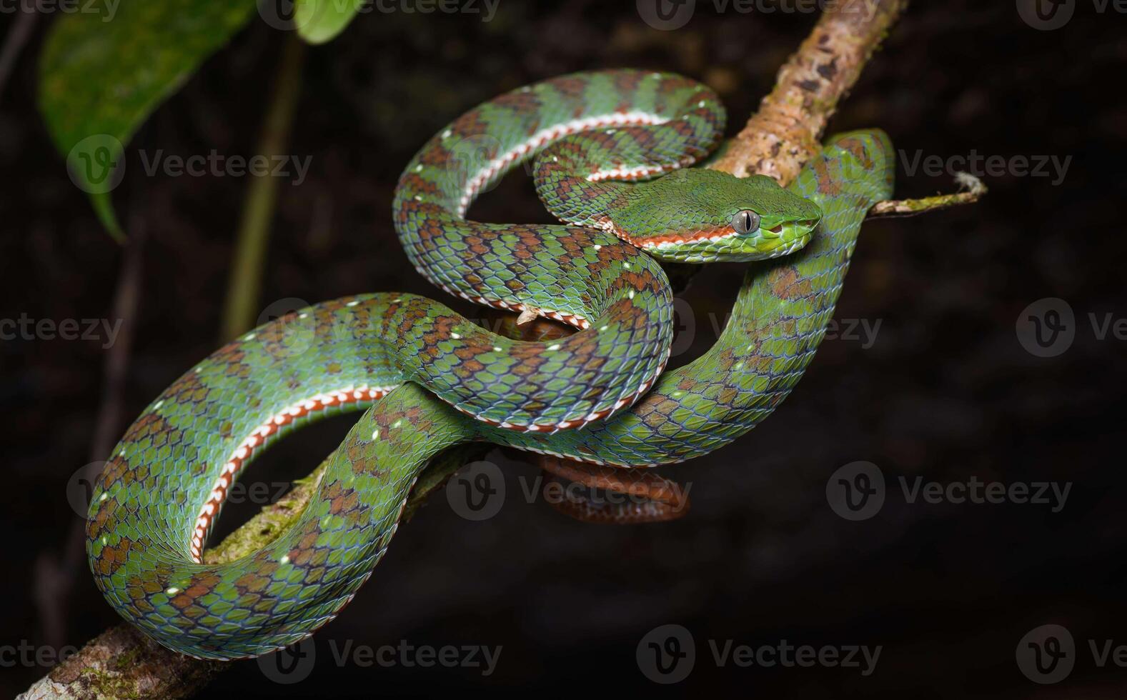 A poisonous green snake coiled on a tree branch photo