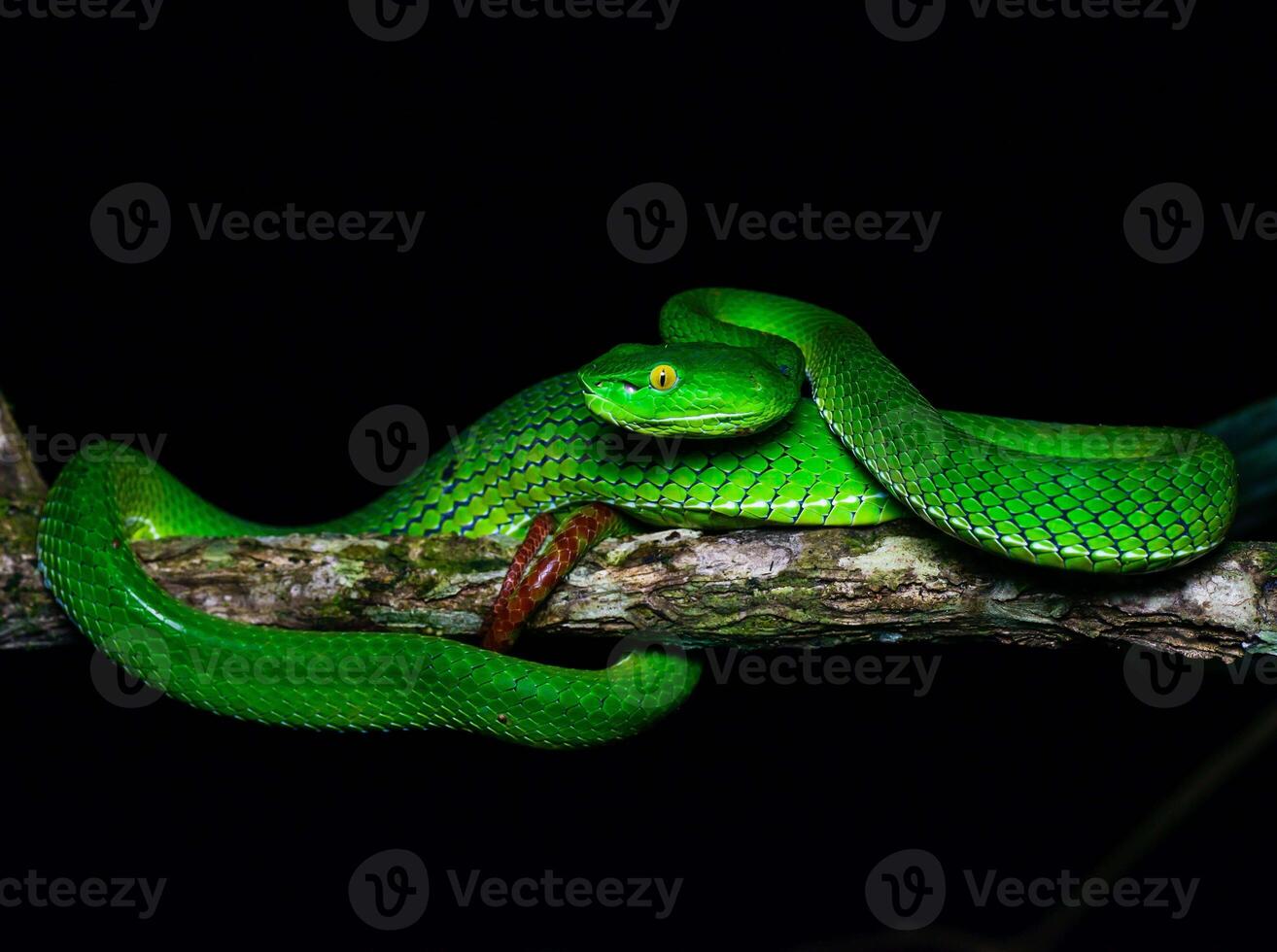 A poisonous green snake coiled on a tree branch photo