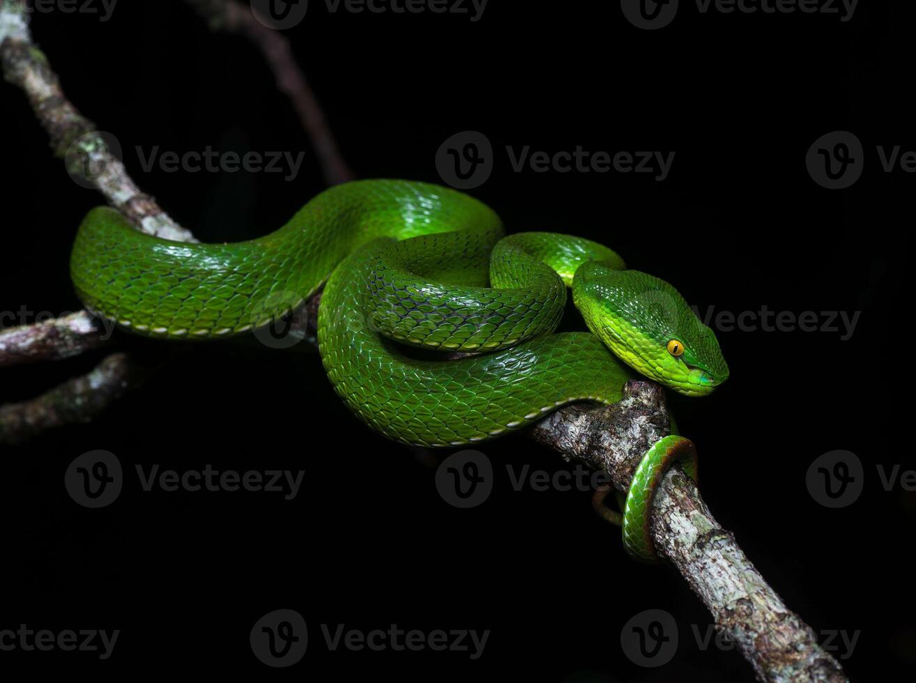 A poisonous green snake coiled on a tree branch photo