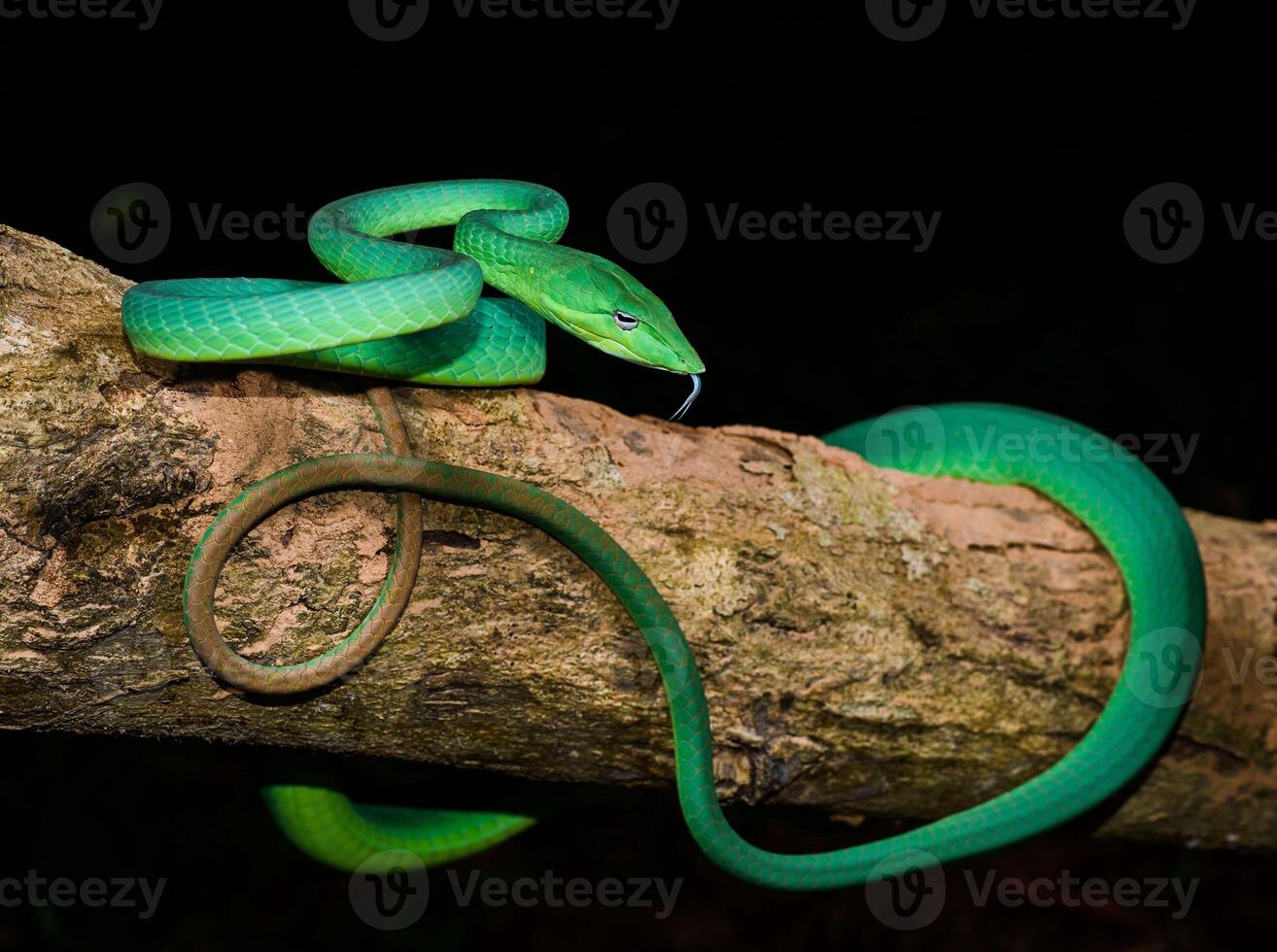 A poisonous green snake coiled on a tree branch photo