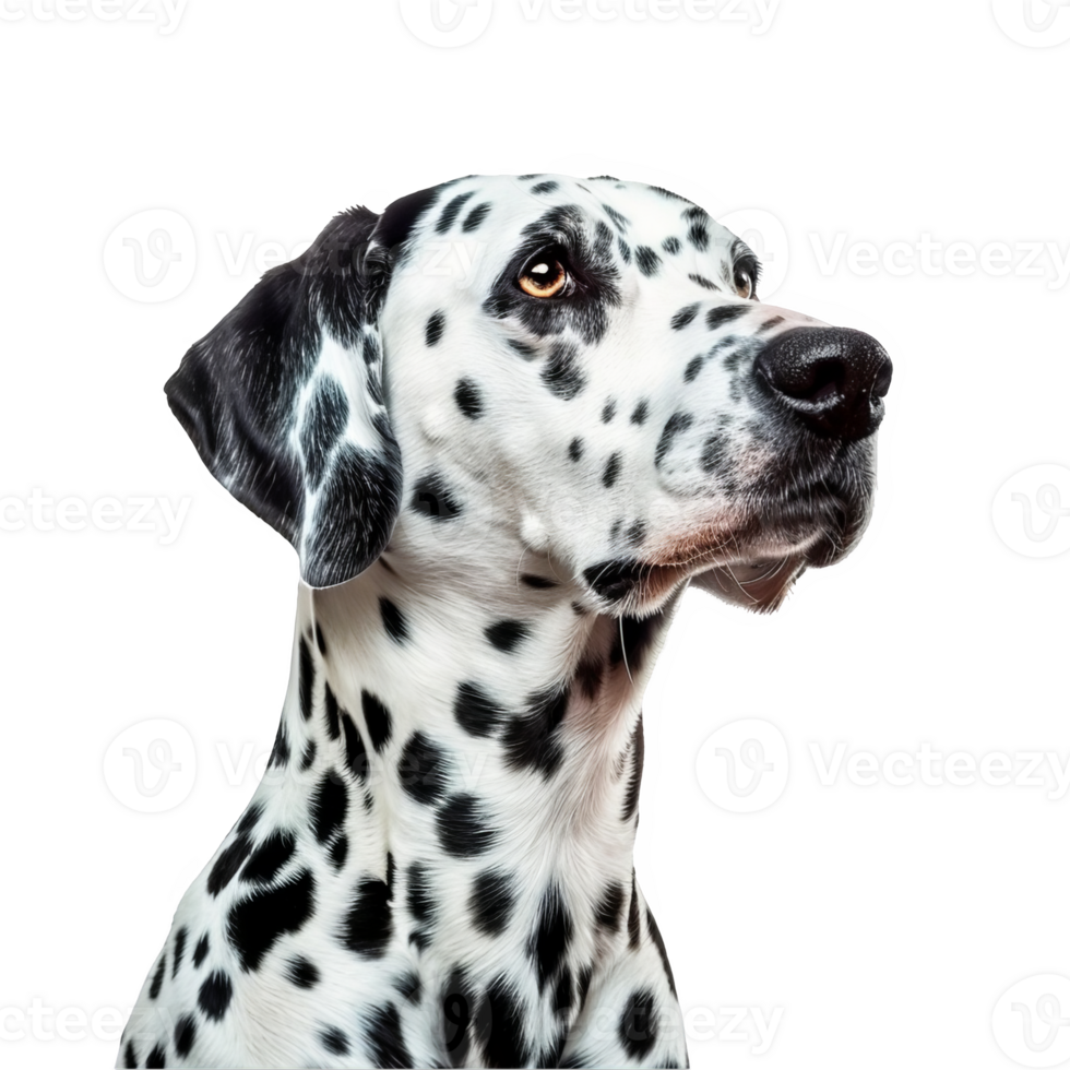 dalmatian transparent background png