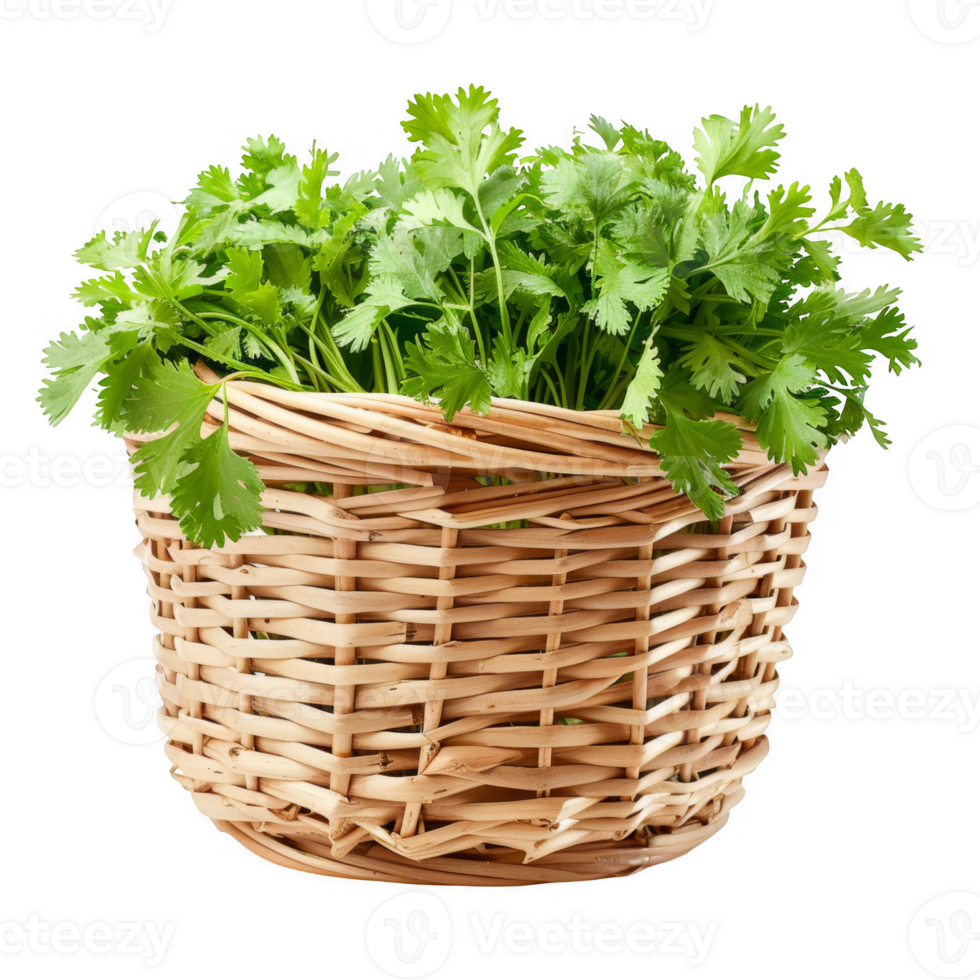 Cilantro in a wicker basket transparent background png