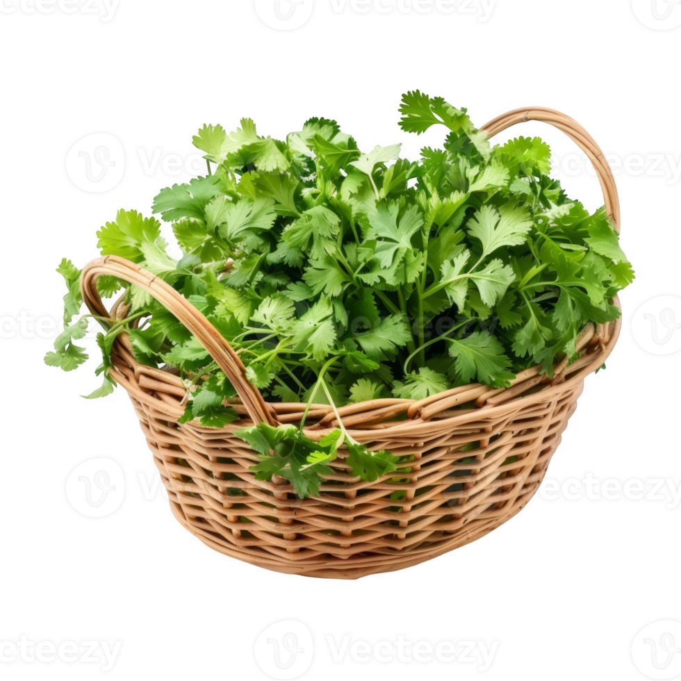 Cilantro in a wicker basket transparent background png