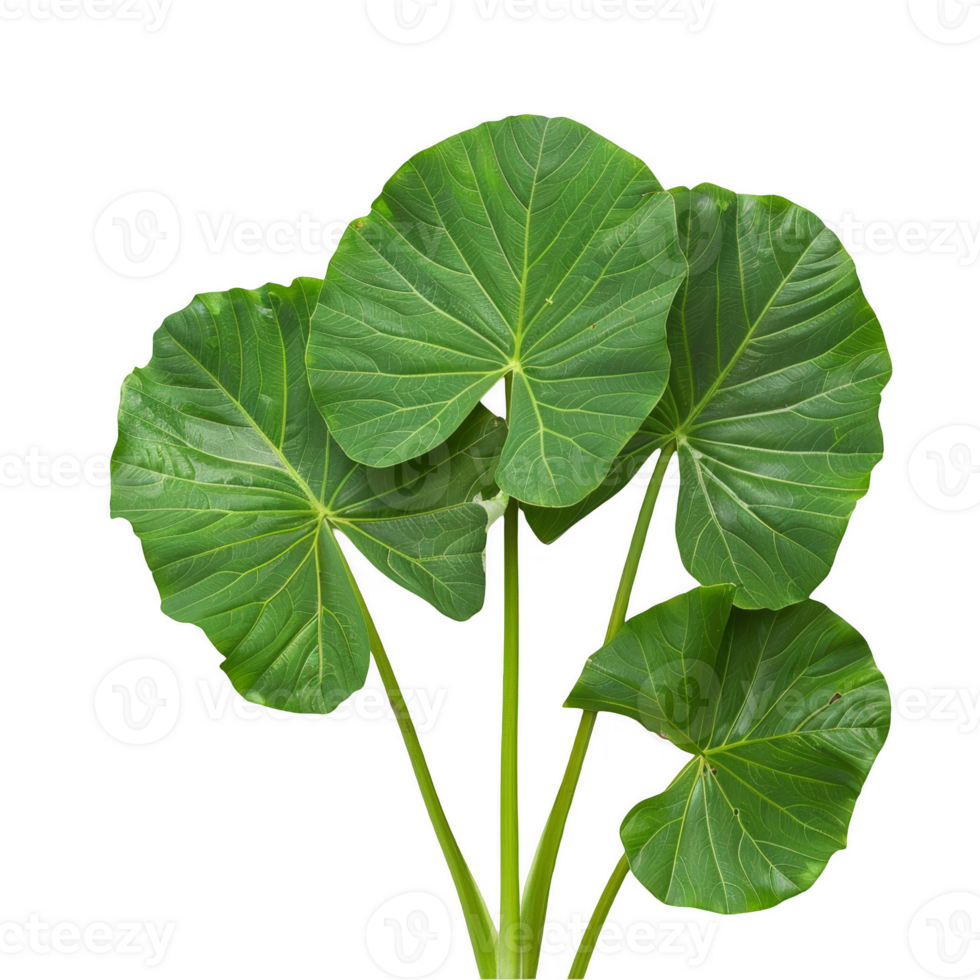 taro leaves transparent background png