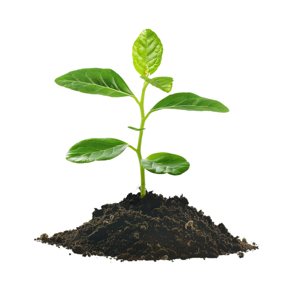 New Life Sprouting From the Ground. png