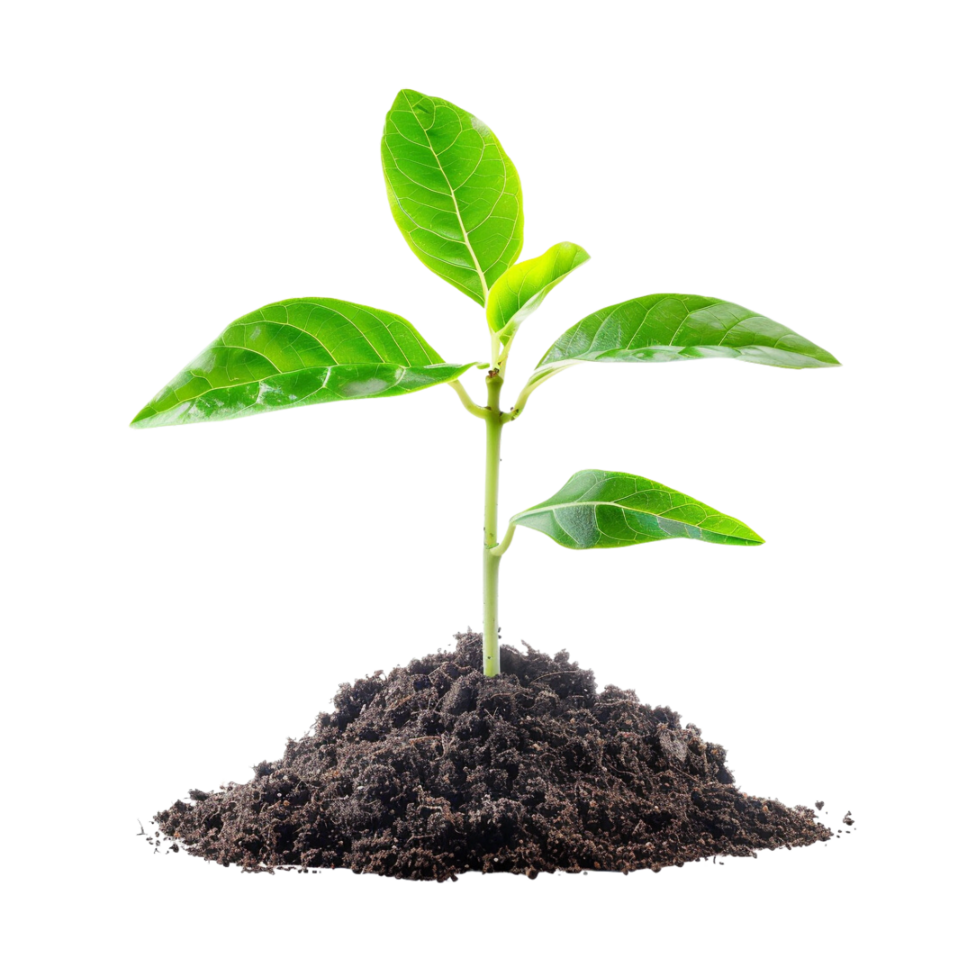 Young plant growing in soil with striped background. png