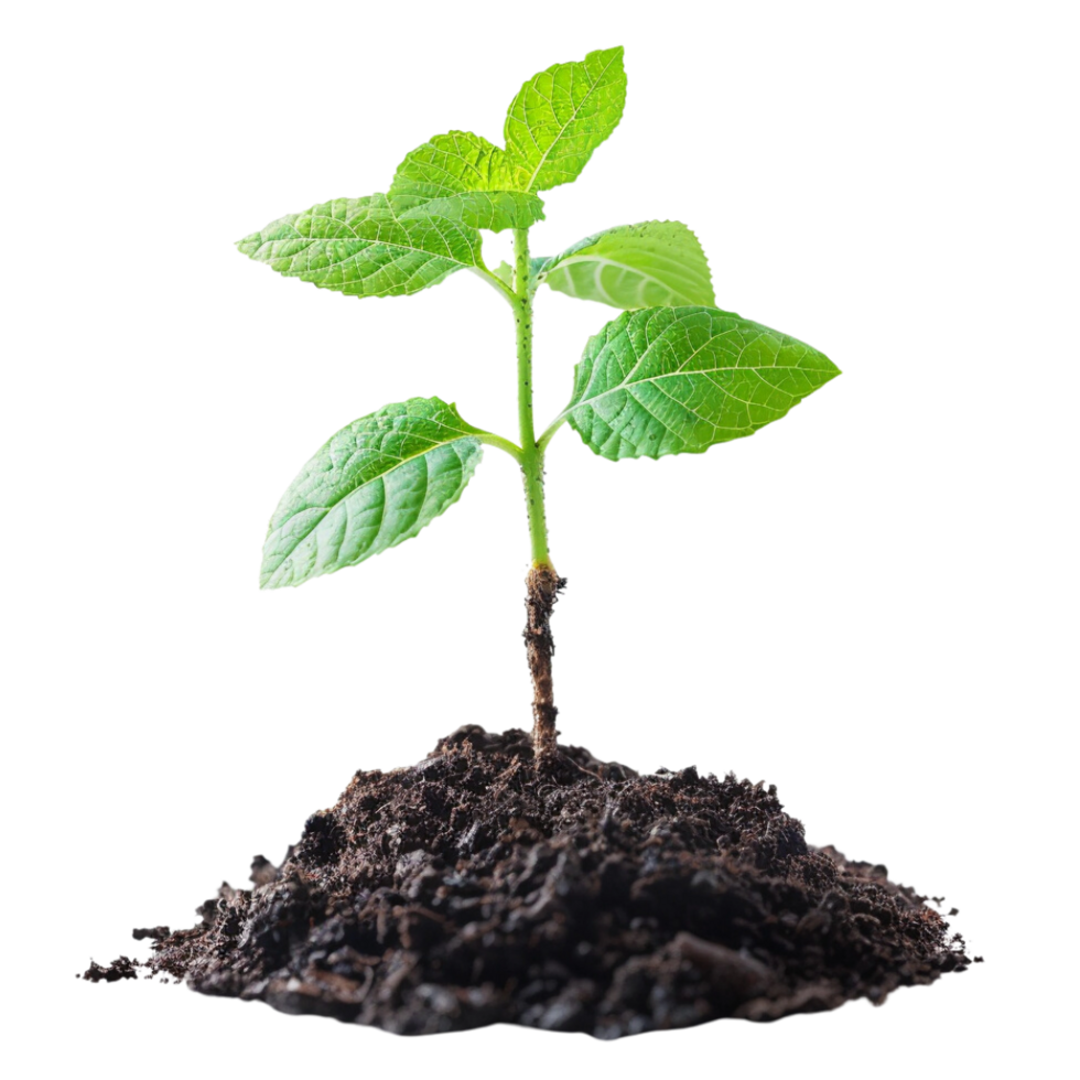 Green Sprout Emerging from Soil with Abstract Background. png