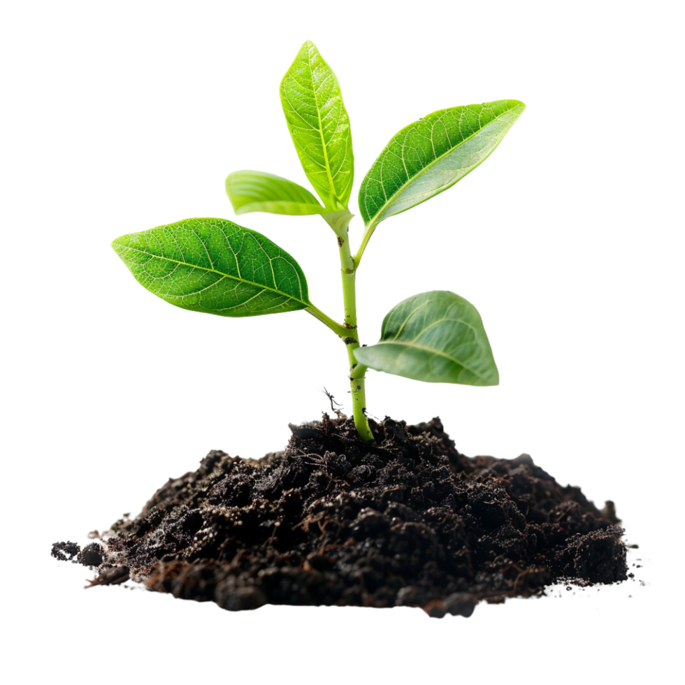 Small green plant sprout emerging from soil. png