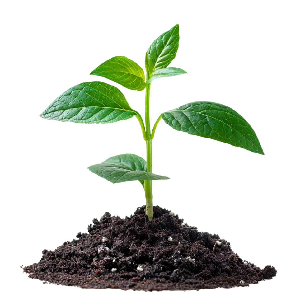 Green Sprout Growing from Soil. png