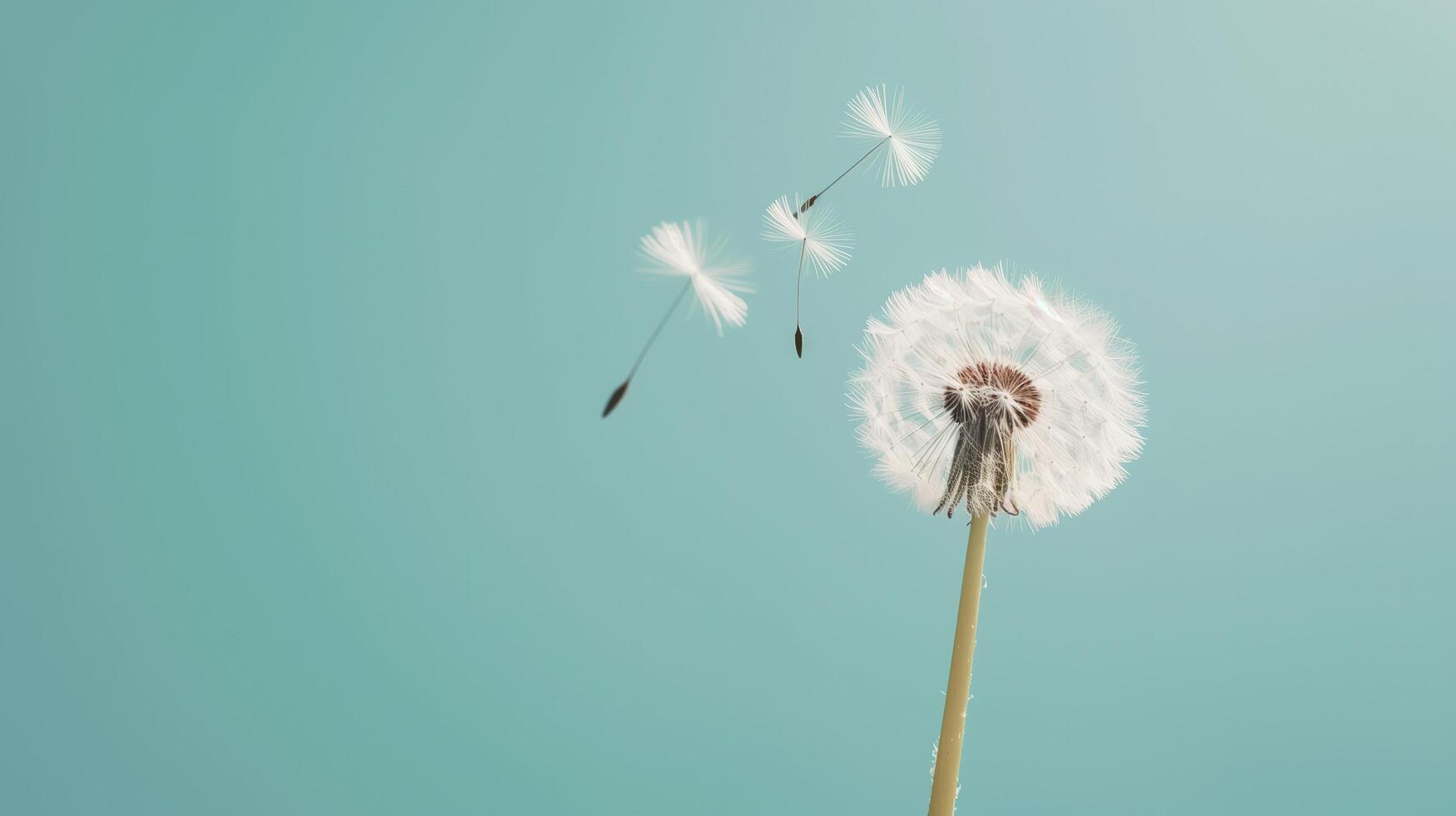 A close-up shot of a single dandelion with its seed floating away, set against a Solid Color Background photo