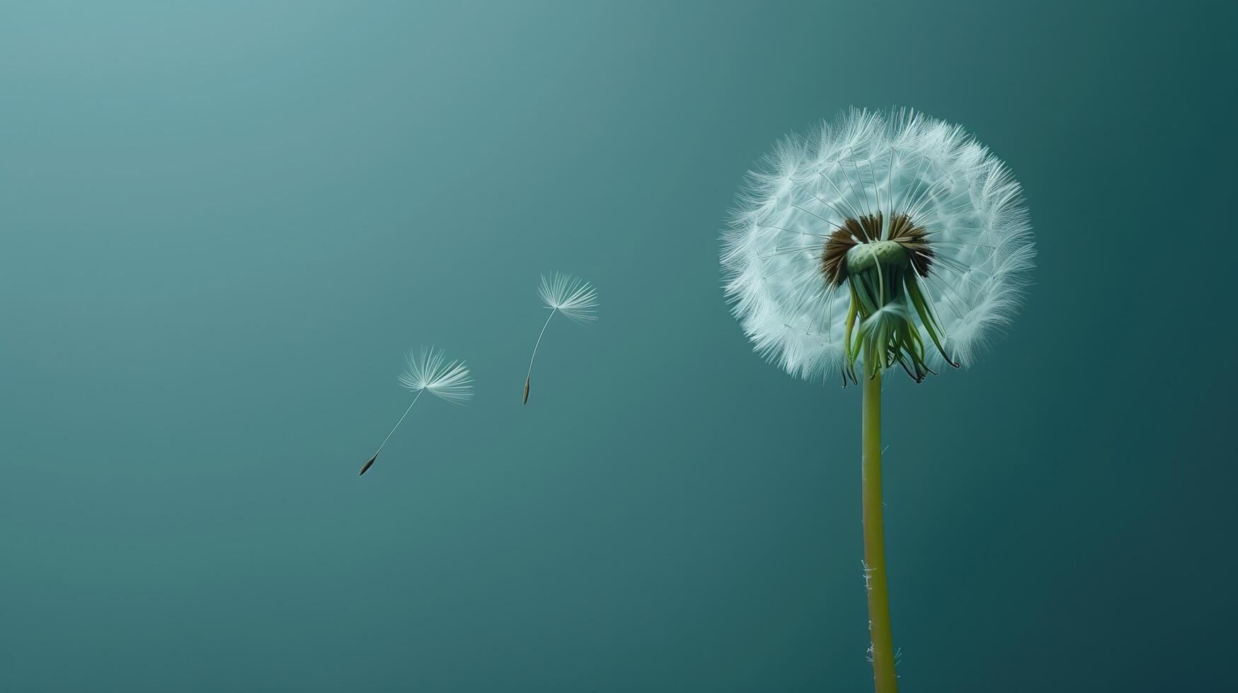 A close-up shot of a single dandelion with its seed floating away, set against a Solid Color Background photo