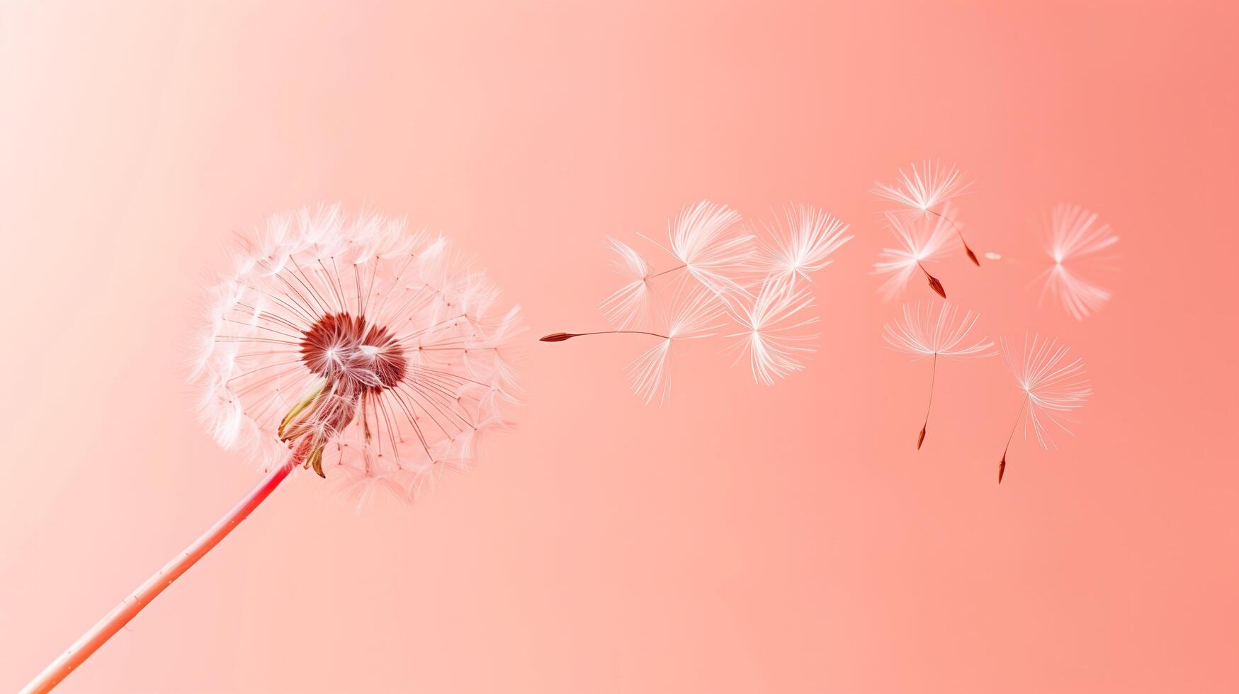 A close-up shot of a single dandelion with its seed floating away, set against a Solid Color Background photo