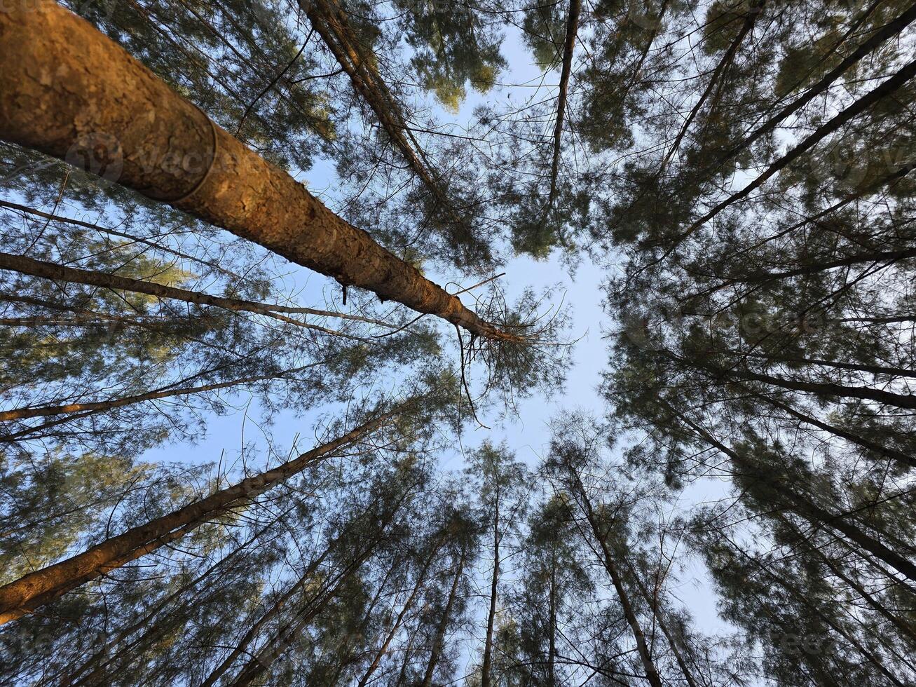 Looking up at pine tree canopy and sky. the view of the pine trees in the morning photo