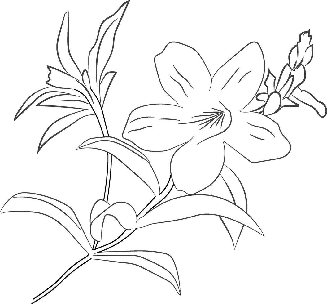 simple flower coloring pages, Coloring pages for adults, hand drawing Allamanda cathartica sketch art of, blossom vinca flower line art illustration, floral garden for beautiful Allamanda vector