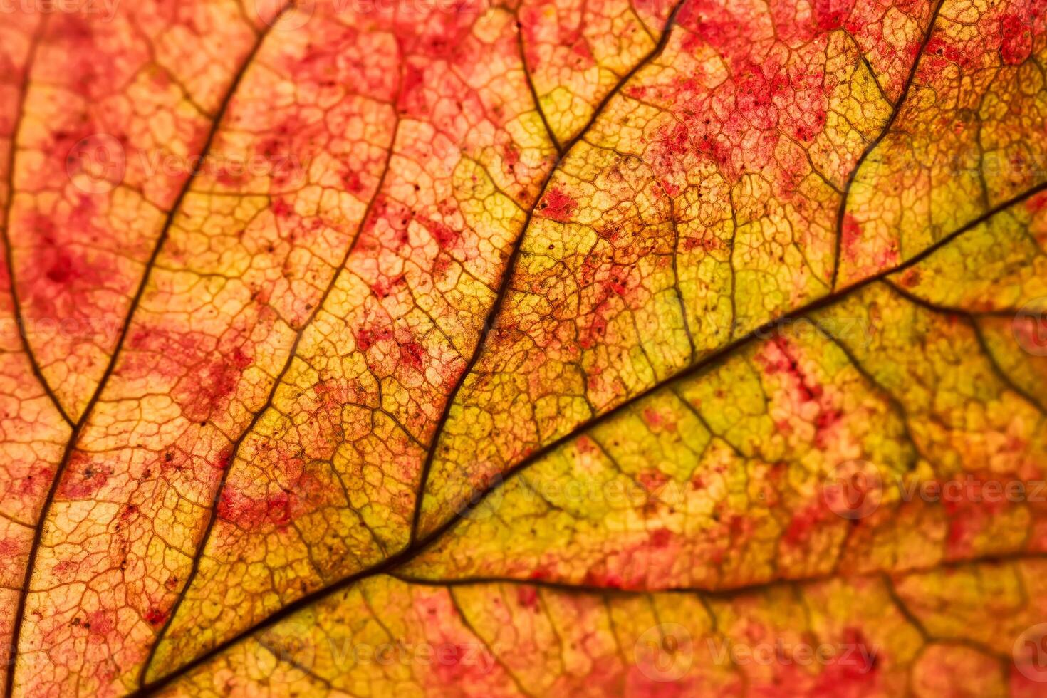 Abstract autumn leaf texture close up. Macro. photo