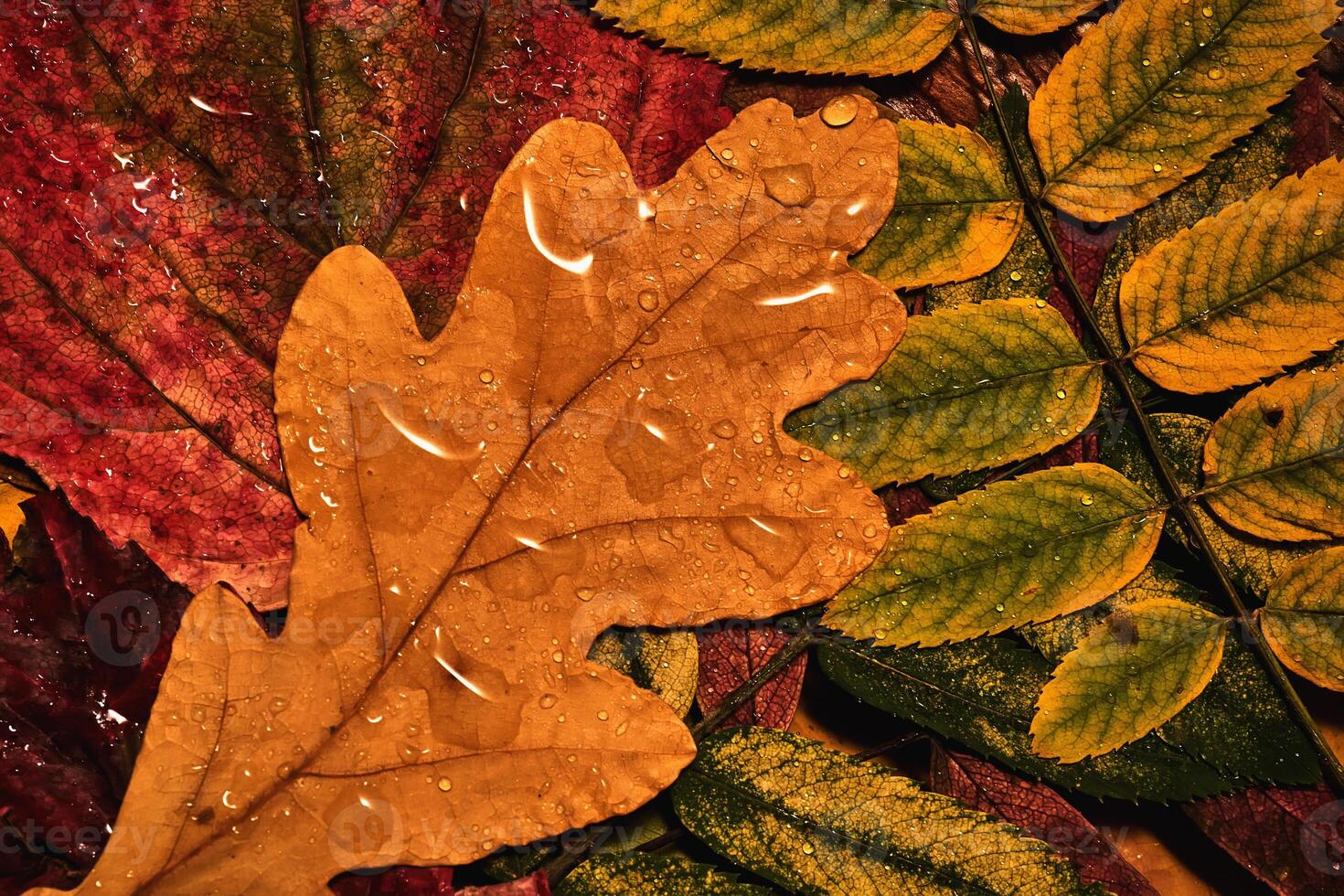 Cozy autumn background of bright leaves with raindrops. photo