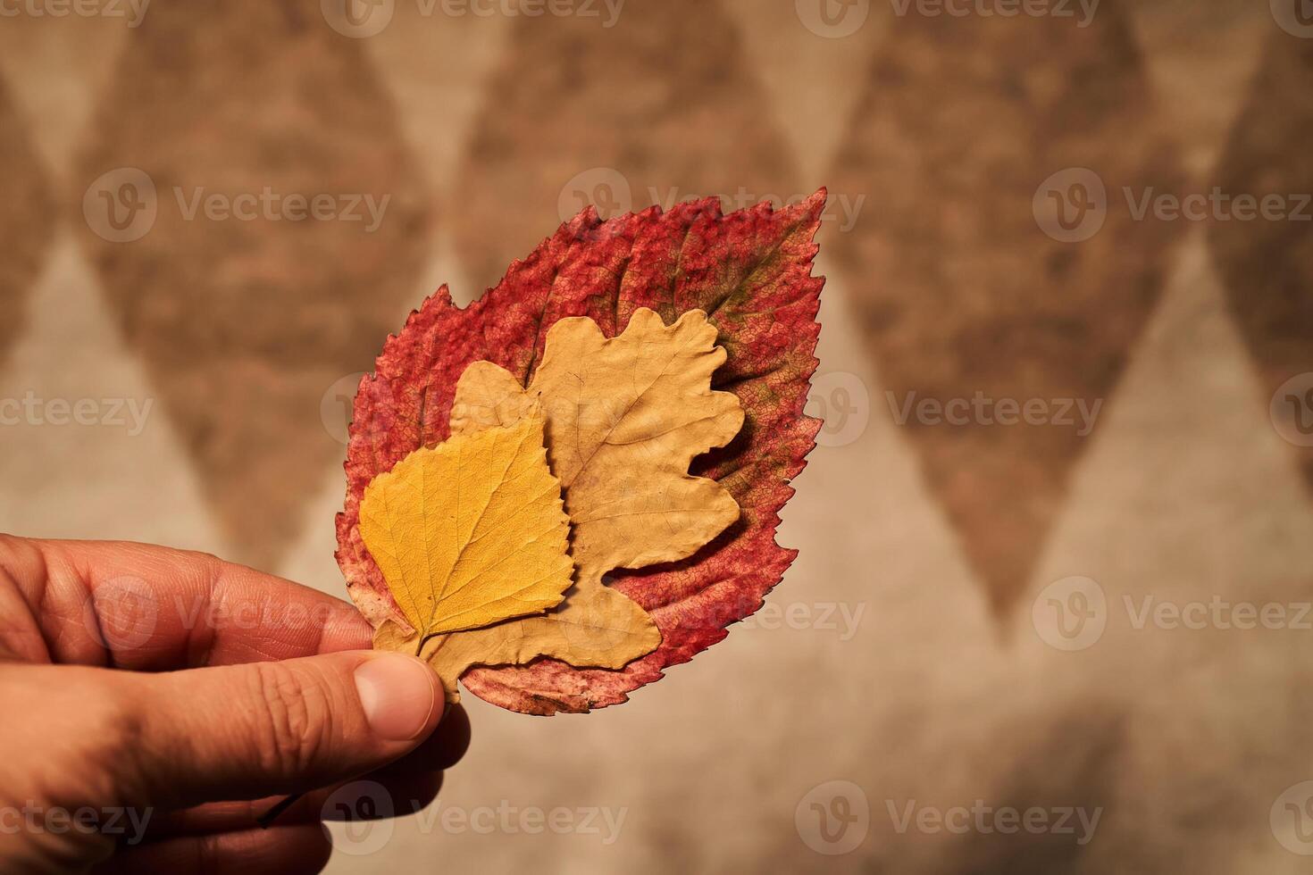 Cozy composition of autumn leaves and sweater. photo