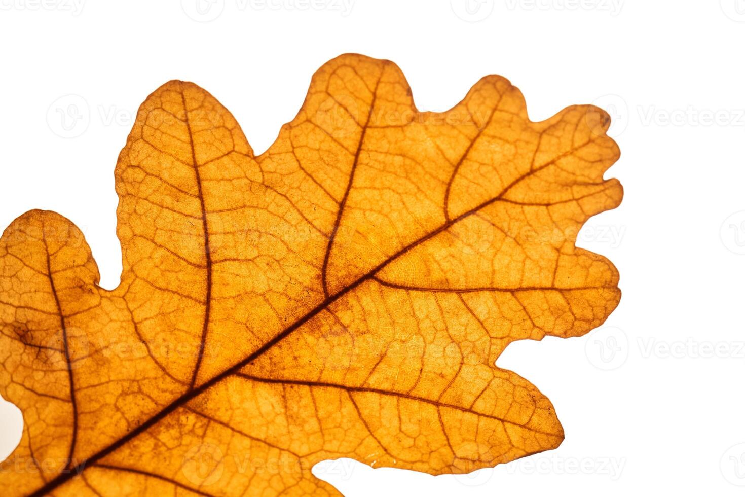 Abstract autumn leaf texture on white isolated background. Macro. photo