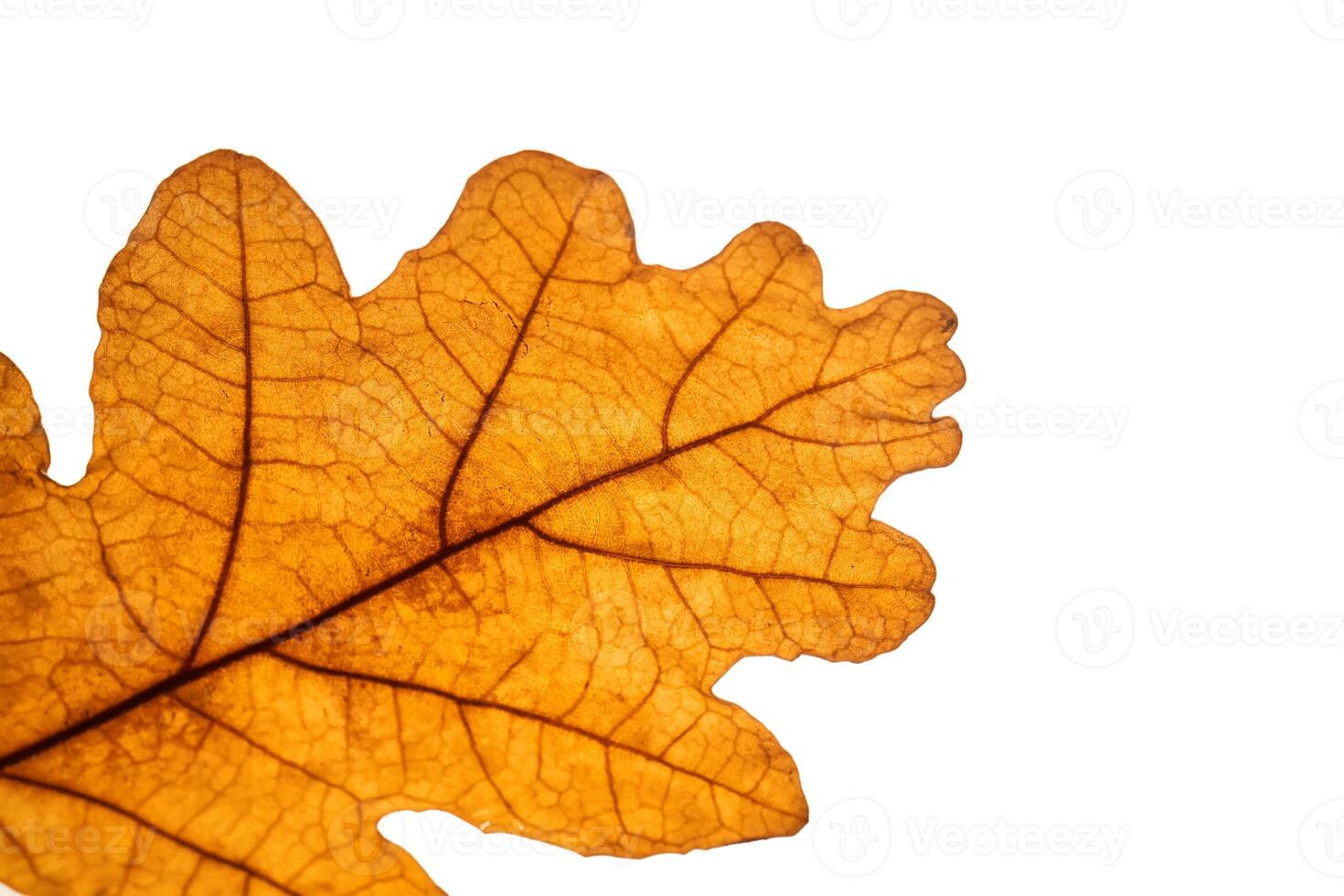 Abstract autumn leaf texture on white isolated background. Macro. photo