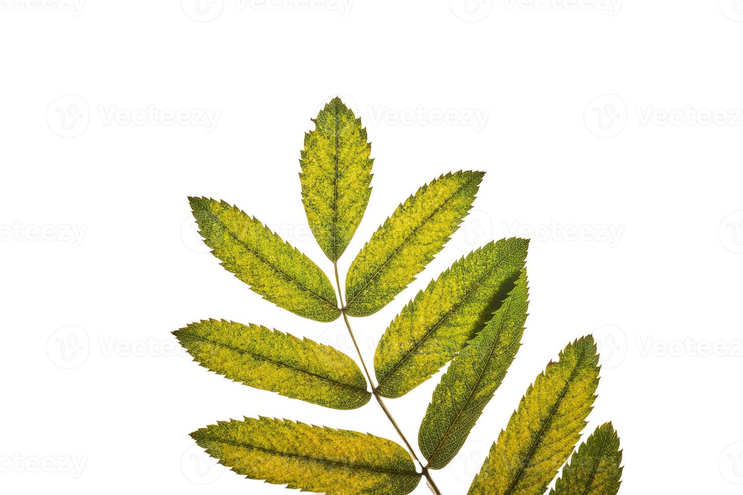 Abstract autumn leaf texture on white isolated background. Macro. photo