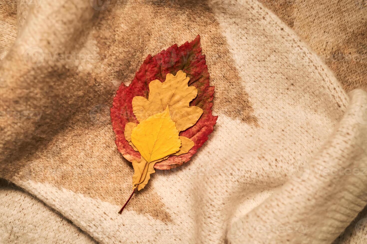 Cozy composition of autumn leaves and sweater. photo