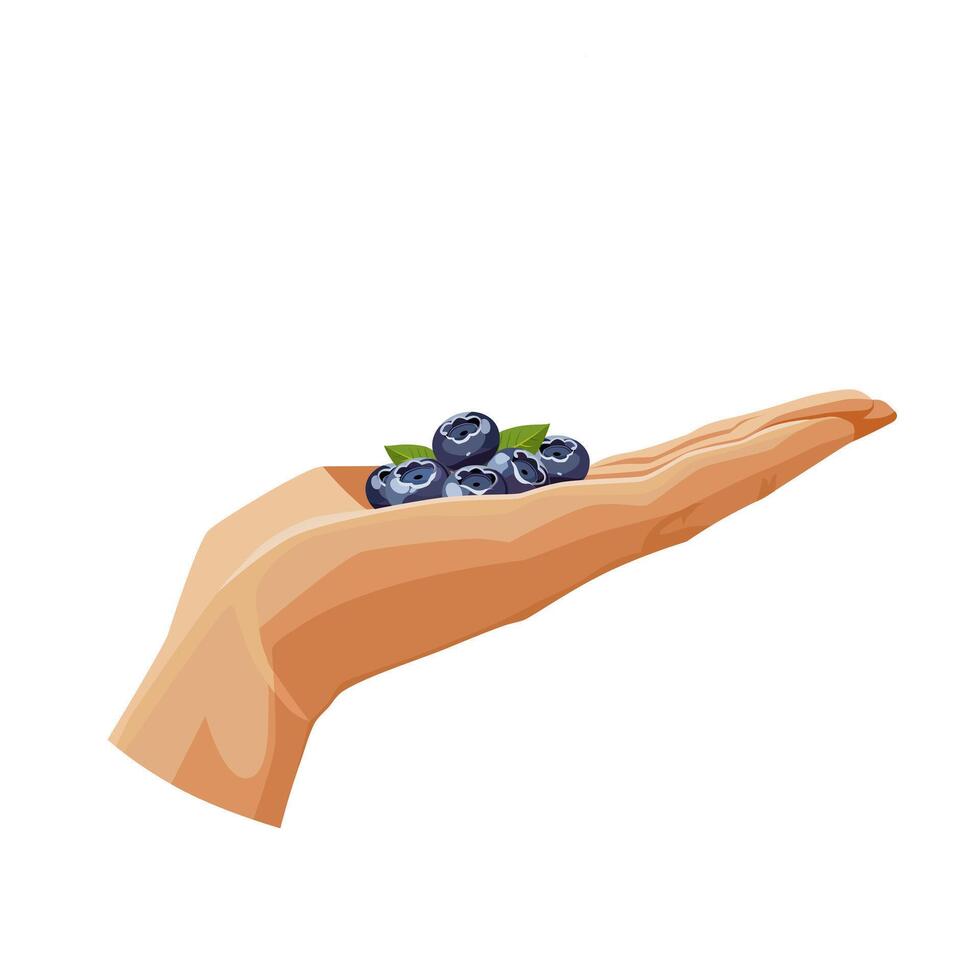 Freshly and healthy blue blueberry in the palm of the hand isolated on white background. illustration in flat style with dietary fruit. Clipart for card, banner, flyer, poster design vector