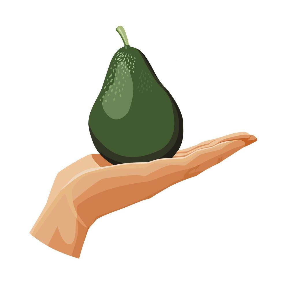 Freshly and healthy whole green avocado in the palm of the hand isolated on white background. illustration in flat style with dietary vegetable. Clipart for card, banner, flyer, poster design vector