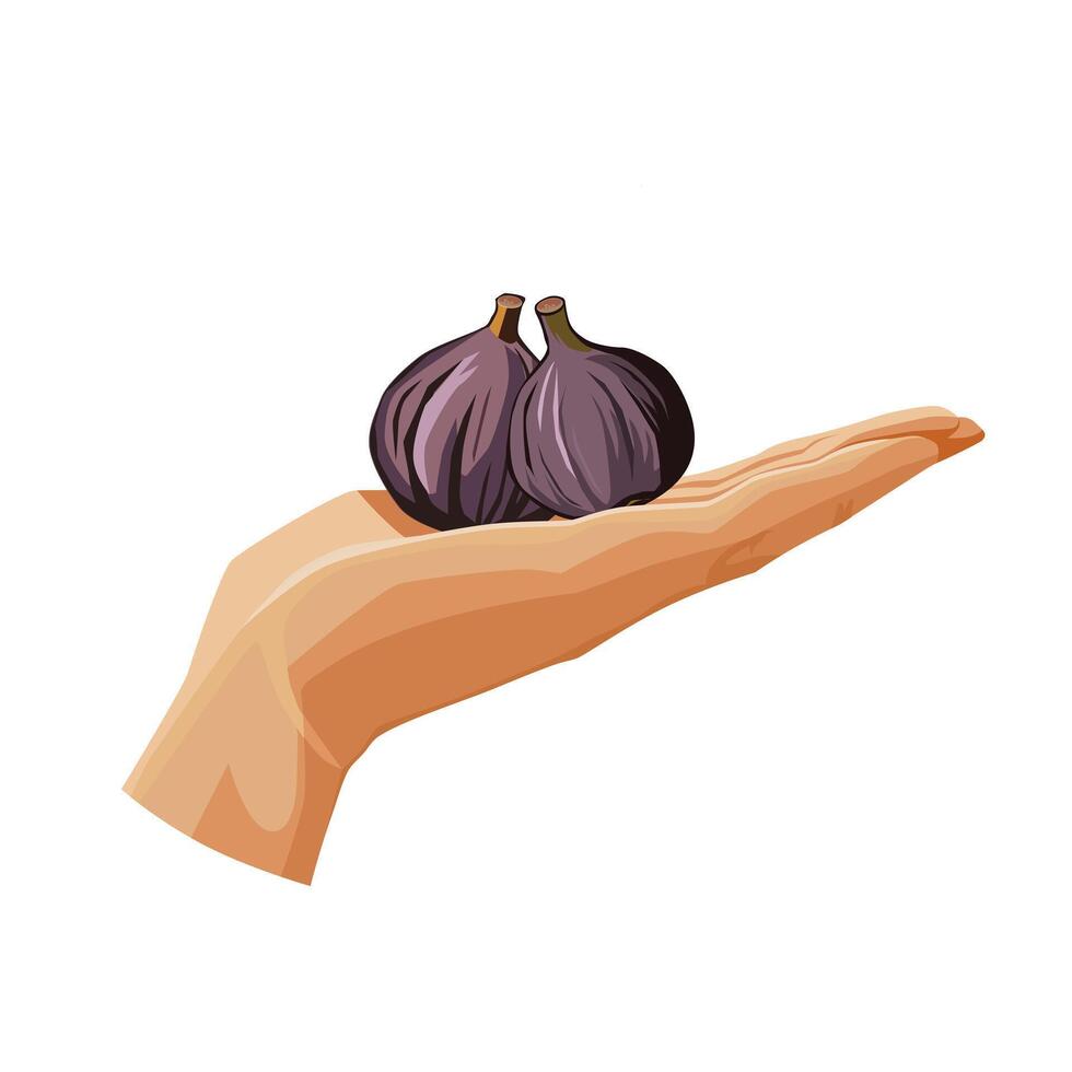 Freshly and healthy violet figs in the palm of the hand isolated on white background. illustration in flat style with dietary fruit. Clipart for card, banner, flyer, poster design vector