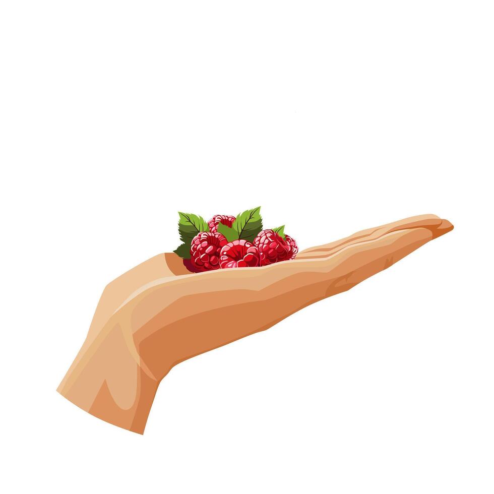 Freshly and healthy blue raspberries in the palm of the hand isolated on white background. illustration in flat style with dietary fruit. Clipart for card, banner, flyer, poster design vector