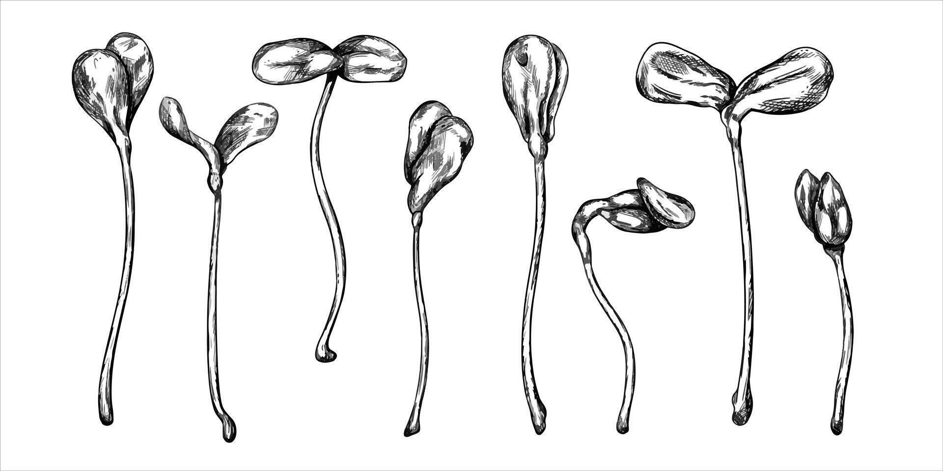Sunflower micro-greenery in ink graphically. Young seed seedlings, a useful supplement to food. Plants for gardening, ingredients for cooking. Hand drawn illustration in line art style vector