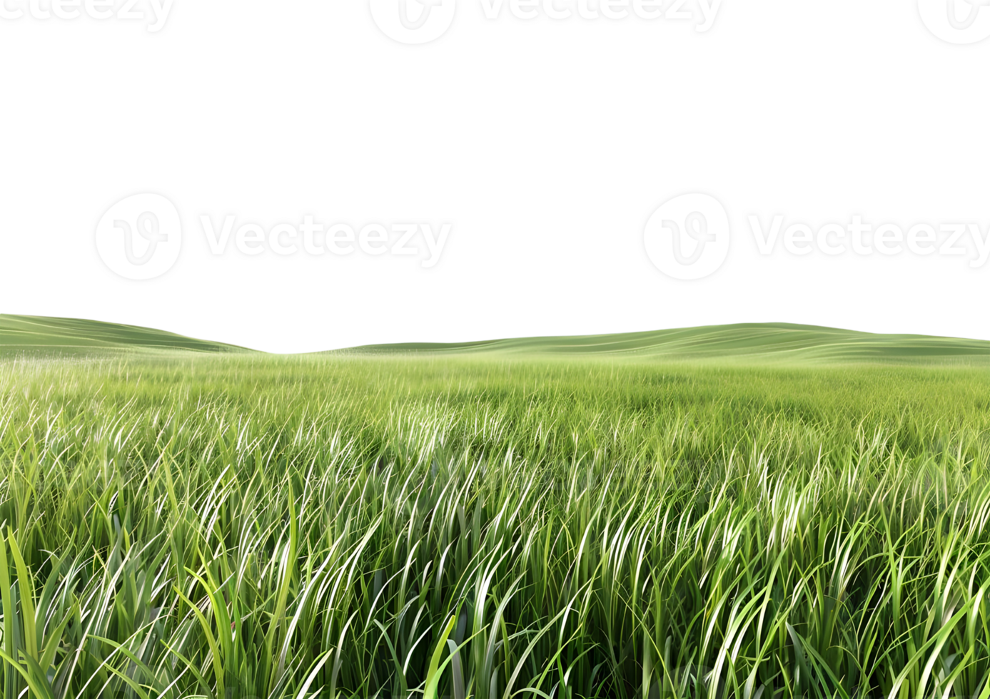 Realistic Grass Patch for Lawn and Outdoor Design Projects isolated on transparent background. png