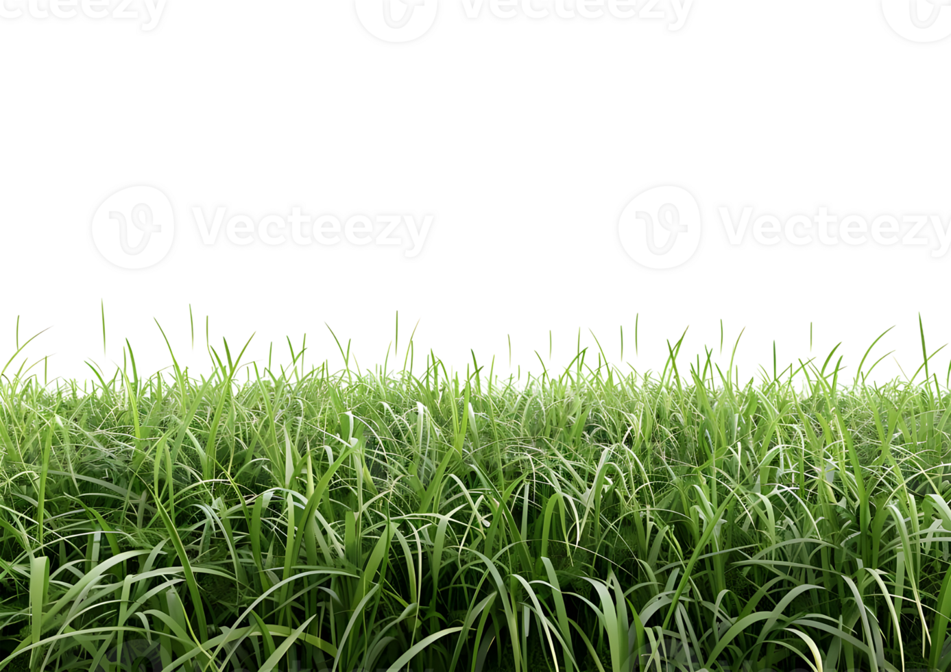 Patch of Green Grass with Realistic Texture for Landscaping and Garden Design isolated on transparent background. png
