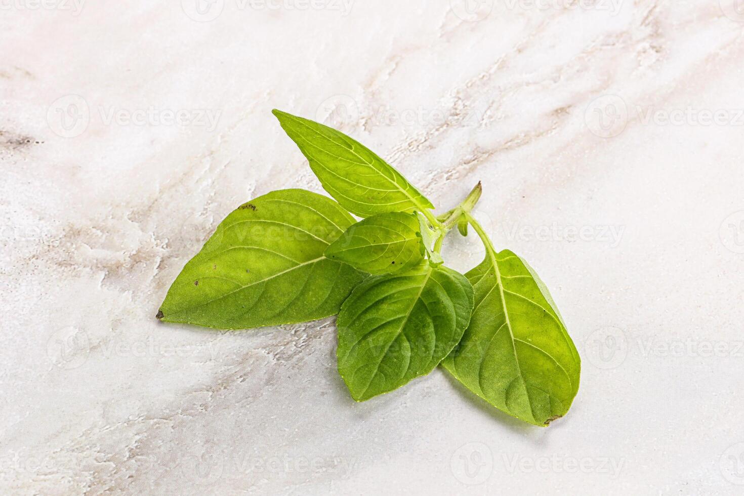 Raw green basil leaves seasoning photo