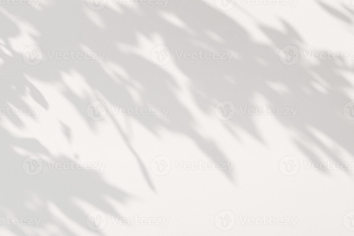 Minimalist Composition of Tree Leaves Against White Wall photo
