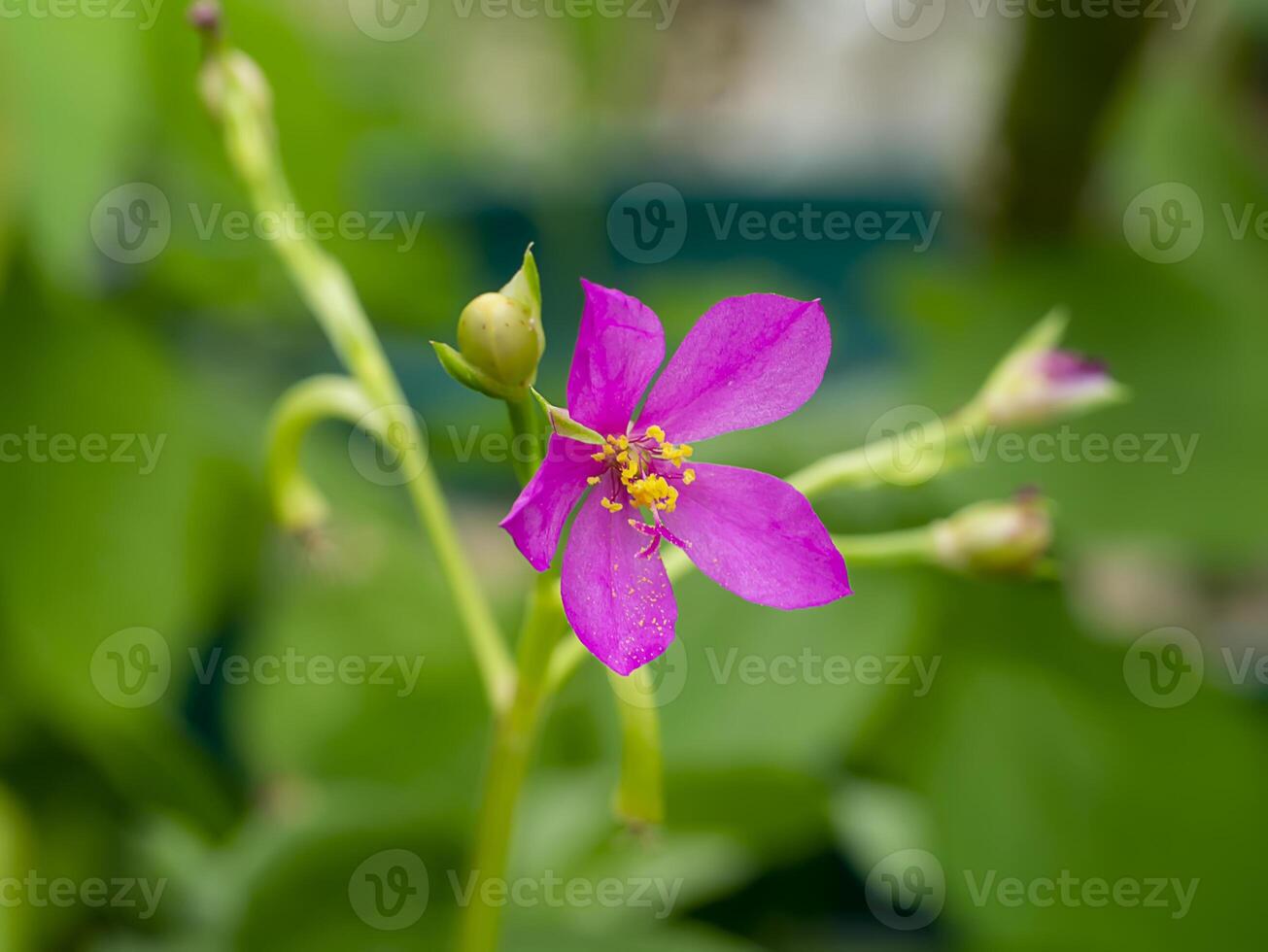 Close up of Talinum paniculatum flower photo