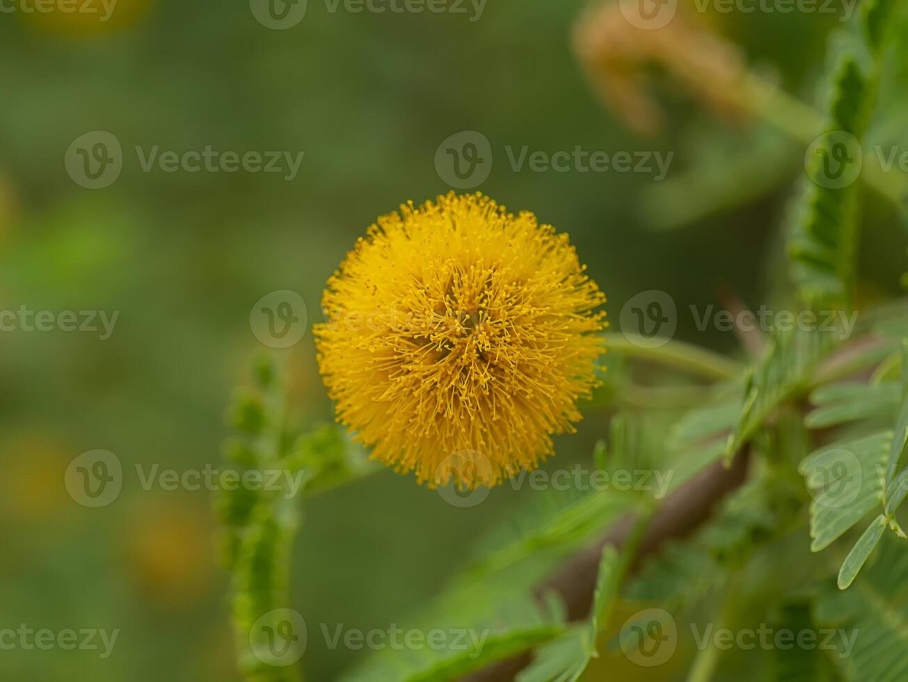 Close up Yellow flower of Acacia Farnesiana tree. photo