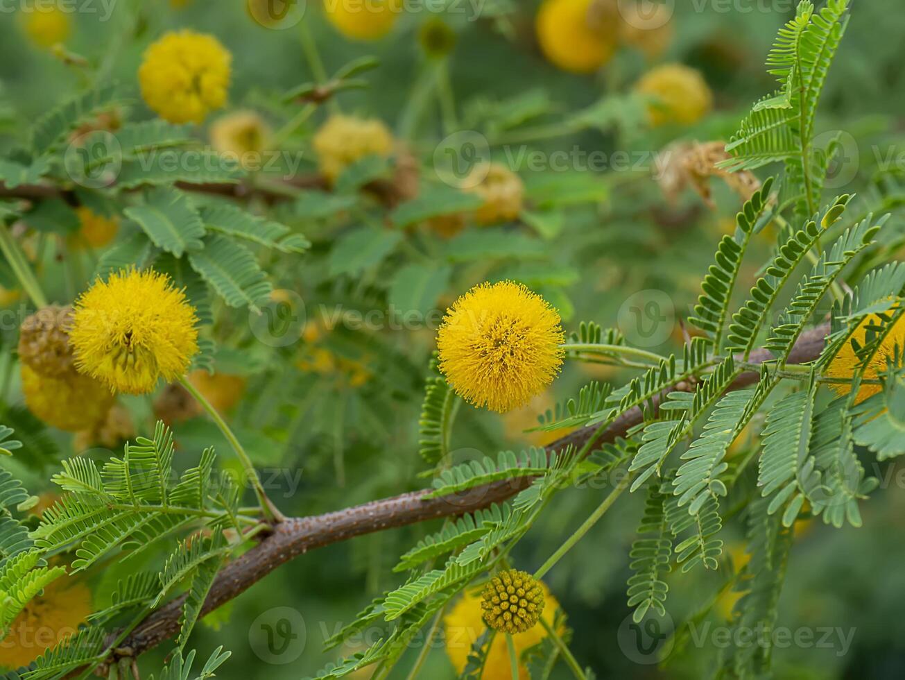 Close up Yellow flower of Acacia Farnesiana tree. photo