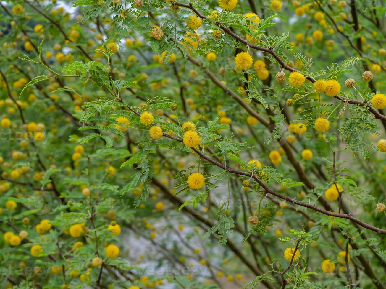 Close up Yellow flower of Acacia Farnesiana tree. photo